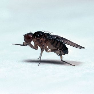 Carolina® Easy Fly® Drosophila Culture, Living, ebony, Vial of 12–20