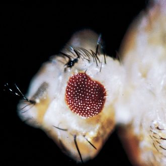 Drosophila, Living, eyeless, Chromosome 4 Mutant, Vial of 25–30
