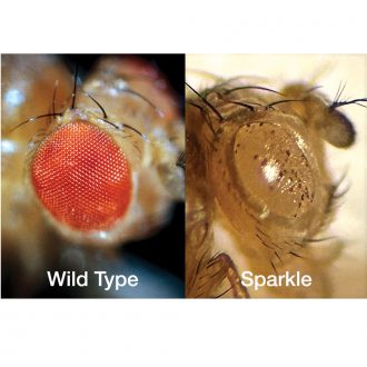 Drosophila, Living, sparkle, Chromosome 4 Mutant, Vial of 25–30