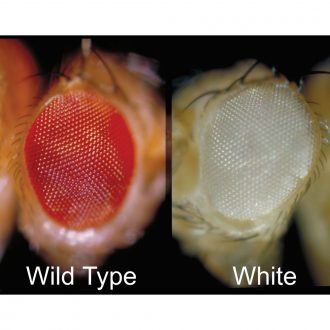 Carolina® Easy Fly® Drosophila Culture, Living, white, Vial of 12–20