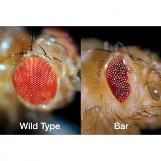 Carolina® Easy Fly® Drosophila Culture, Living, Bar, Vial of 12–20