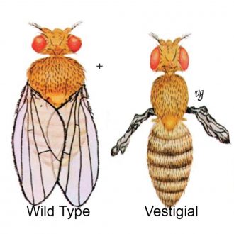 Carolina® Easy Fly® Drosophila Culture, Vestigial, Living, Vial of 12–20
