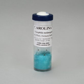 Drosophila, Living, Curly/Plum(2); Dichaete/Stubble(3), Multichromosomal Mutant, Vial of 25–30
