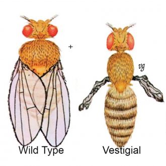 Drosophila, Living, Vestigial, Extra-Large Culture