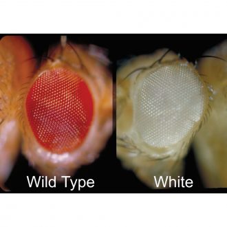 Drosophila, Living, White, Extra-Large Culture