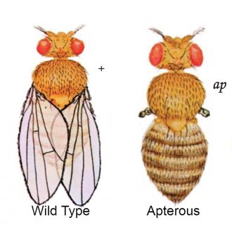 Drosophila, Living, Apterous, Extra-Large Culture