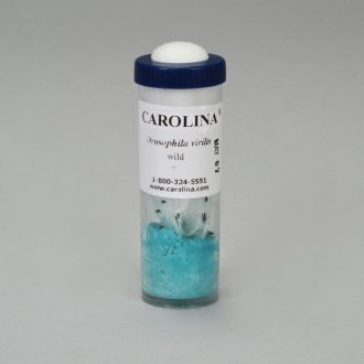 Drosophila, Living, Species D. virilis