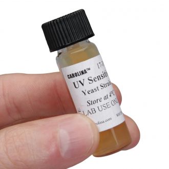 Saccharomyces cerevisiae, UV-Sensitive Strain, G948-1C/U, alpha, rad1 rad18 phr1 ura3 mutant in excision repair