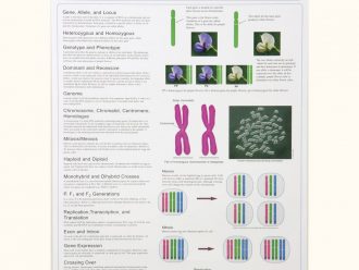 Genetics I Poster