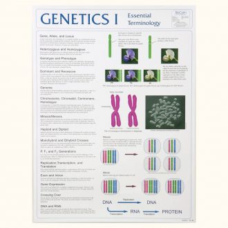 Genetics I Poster