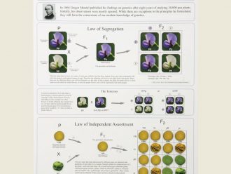 Genetics II Poster