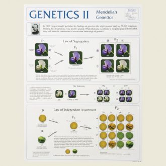 Genetics II Poster
