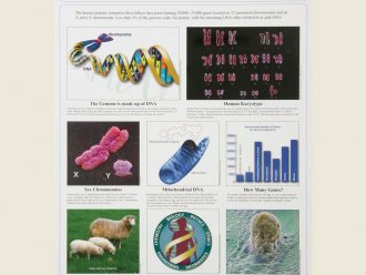 Genetics III Poster