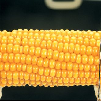 Corn Parent Ear, Yellow Starchy