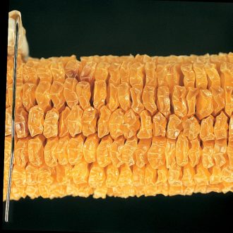 Corn Parent Ear, Yellow Sweet