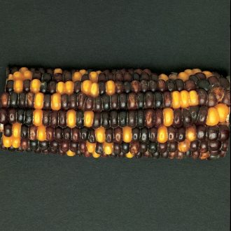 Corn Segregating Ear, R Color Alleles 3:1