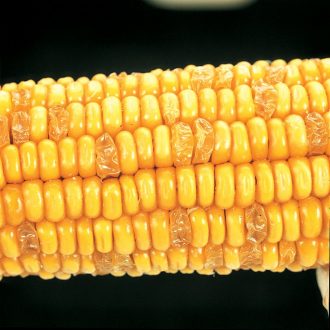 Corn Segregating Ear, Su Endosperm Alleles 3:1
