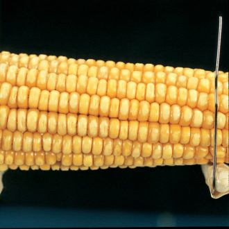 Corn Segregating Ear, Wx Endosperm Alleles 3:1