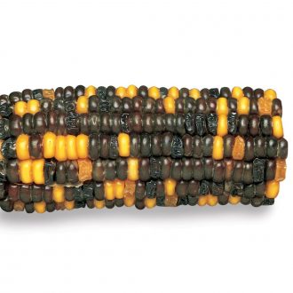 Corn Segregating Ear, R and Su Alleles 9:3:3:1