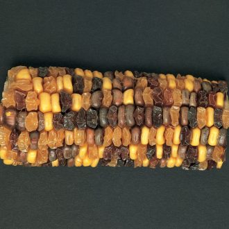 Corn Segregating Ear, R and Su Alleles 1:1:1:1