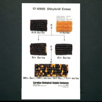 Corn Mount, Dihybrid Cross (R/R SuSu x r/r su/su)