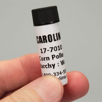 Corn Pollen, Starchy:Waxy