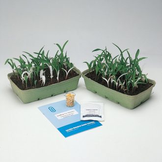 Genetic Corn Seed, Green:Albino