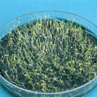 Tobacco Seedlings, Green:Albino 3:1, Petri Dish of 200