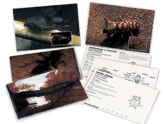 LaMotte® Macroinvertebrate Identification Card Set