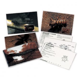 LaMotte® Macroinvertebrate Identification Card Set