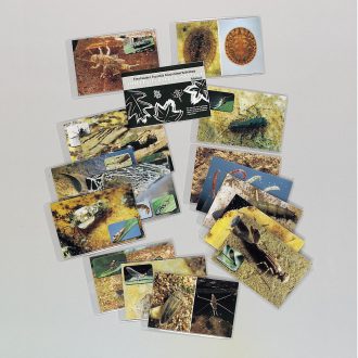 LaMotte® Aquatic Macroinvertebrate Life Cycle and Habitat Flash Card Set