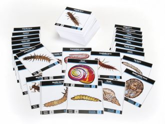Carolina® Aquatic Macroinvertebrate Card Set