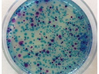 Chromogenic Medium, Dehydrated, 5.2 g