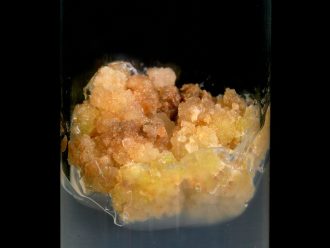 Carrot Callus (Daucus carota), Plant Tissue Culture