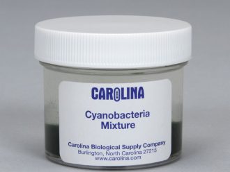 Cyanobacteria Mixture, Living