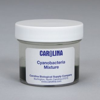 Cyanobacteria Mixture, Living