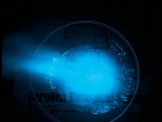 Sea Firefly (Cypridina hilgendorfii), 1 g