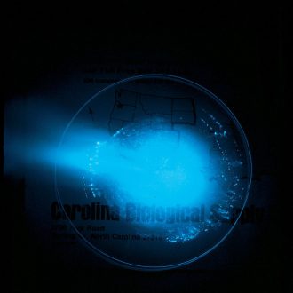 Sea Firefly (Cypridina hilgendorfii), 1 g