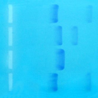 Bulk Suspect 1 DNA for Exploring Electrophoresis and Forensics Kit, per mL