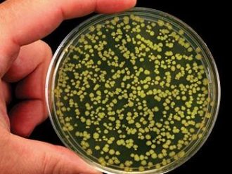Green Gene Colony Transformation Teacher Demonstration Kit Perishables Refill