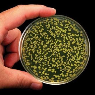 Green Gene Colony Transformation Teacher Demonstration Kit Perishables Refill