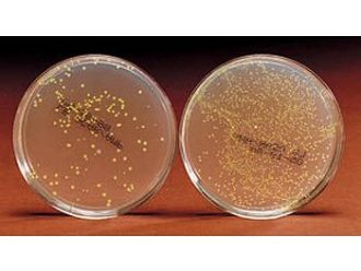 Green Gene Colony Transformation 4- and 8-Station Kit Perishables Refill