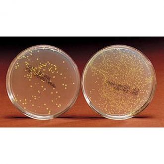 Green Gene Colony Transformation 4- and 8-Station Kit Perishables Refill