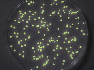 Glow-in-the-Dark Colony Transformation Teacher Demonstration Kit Perishables Refill