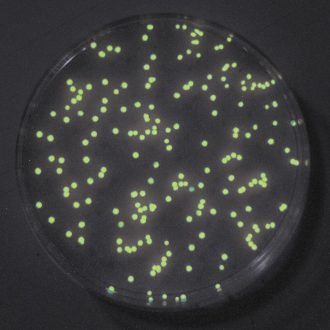 Glow-in-the-Dark Transformation 4- and 8-Station Kit Perishables Refill