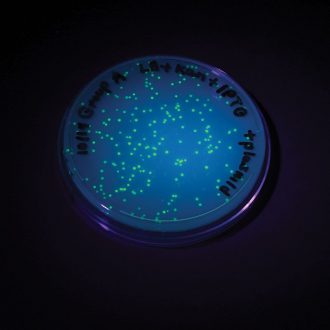 Exploring Gene Expression Through Transformation Kit (with perishables)