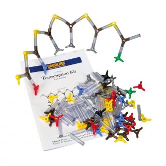 Transcription DNA Molecular Model Kit