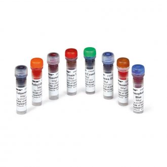 Introductory Gel Electrophoresis 8-Station Kit Dyes