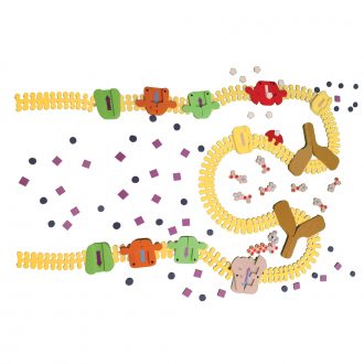 Synapse Construction Kit©