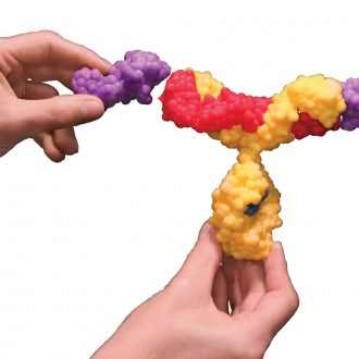 Antibody and Antigen Models Set